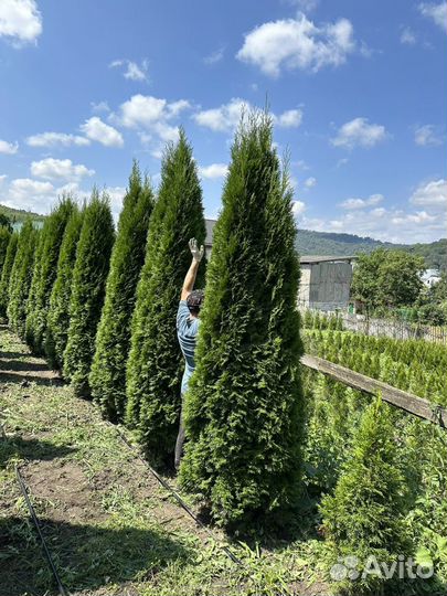 Туя смарагд оптом