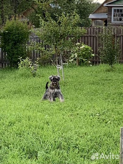 Цвергшнауцер кобель для вязки