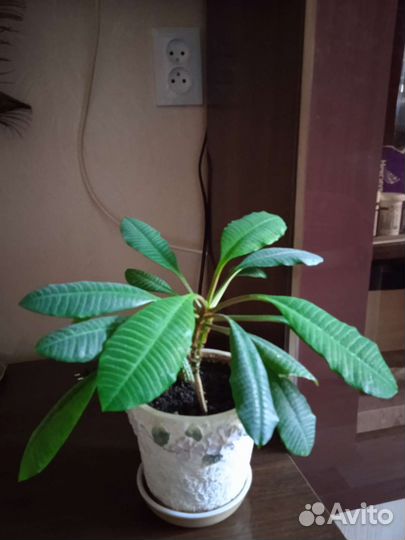 Габитус (плюмерия)