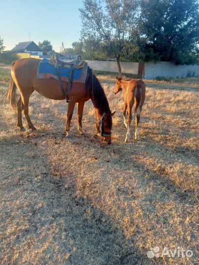 Лошадь с жеребенком, коровы 4шт