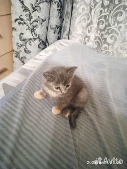 Кошка в дар бесплатно