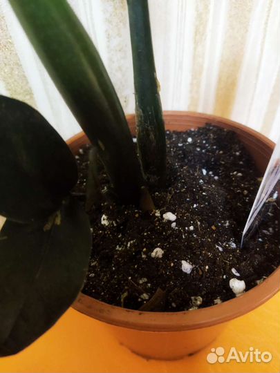 Замиокулькас черный равен