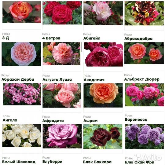 Цветы розы саженцы