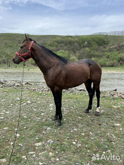 Карачаевский жеребец