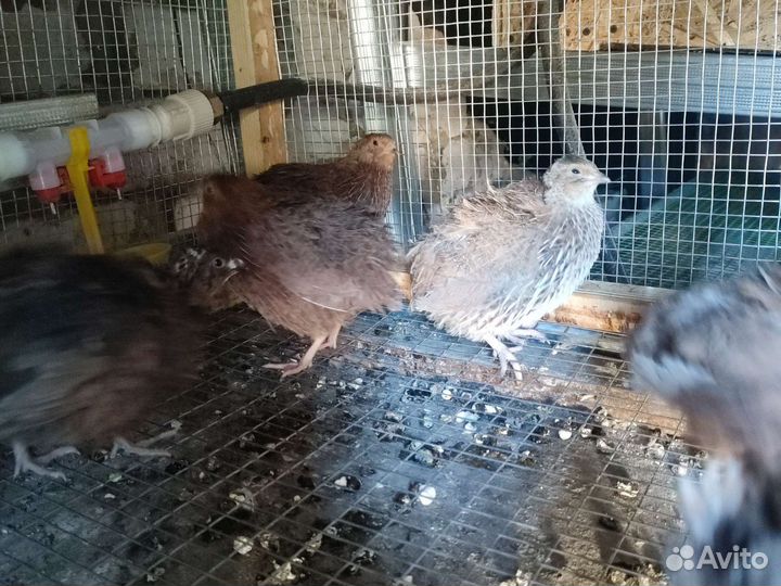 Перепела инкубационное яйцо