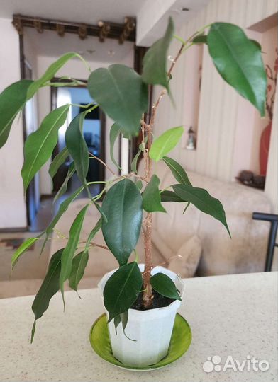 Фикус бенджамина