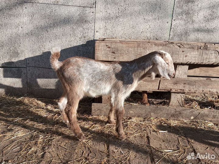 Англо-нубийские козлята