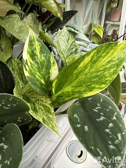 Сциндапсусы и эпипремнумы