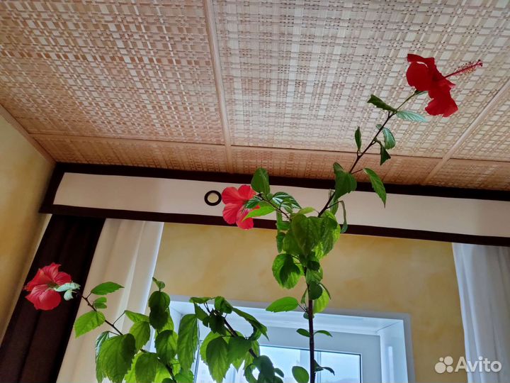 Гибискус (китайская роза)