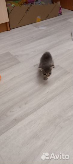 Котята отдам в добрые руки бесплатно