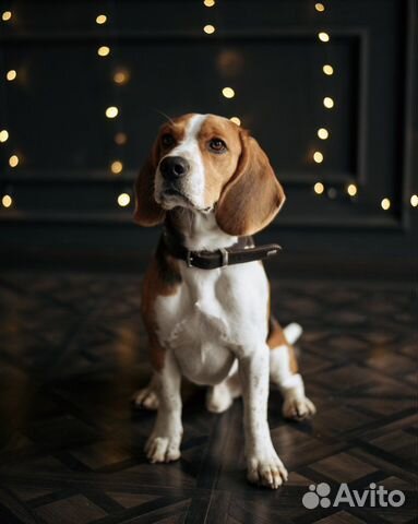 Бигль вязка