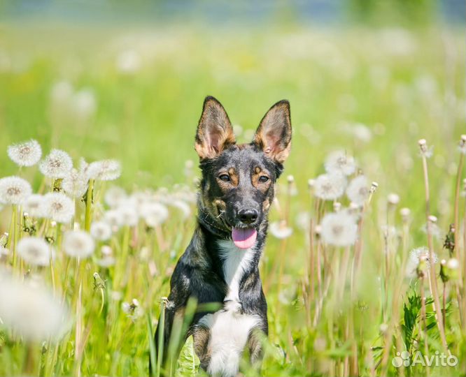 Маленькая собака в дар в добрые руки