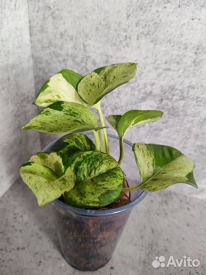 Эпипремнум happy leaf