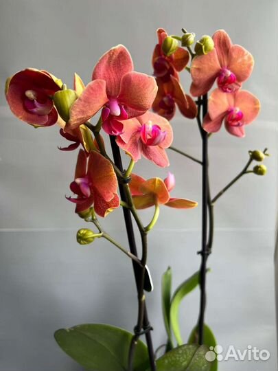 Орхидея фаленопсис