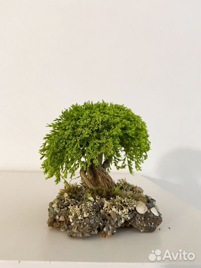 Бонсай декоративный