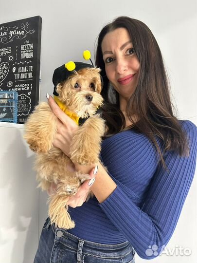 Одежда для собак