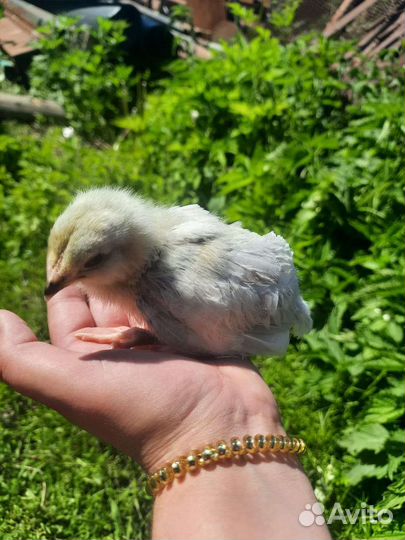 Цыплята амераукана