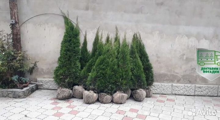 Туя Смарагд