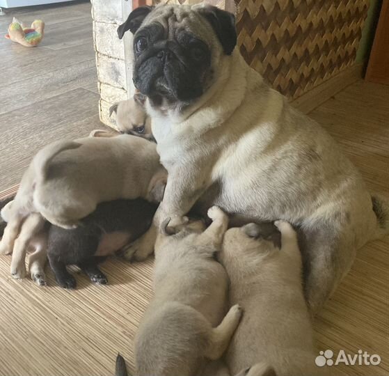 Мопс щенки-метисы