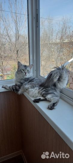 Мей-Кун