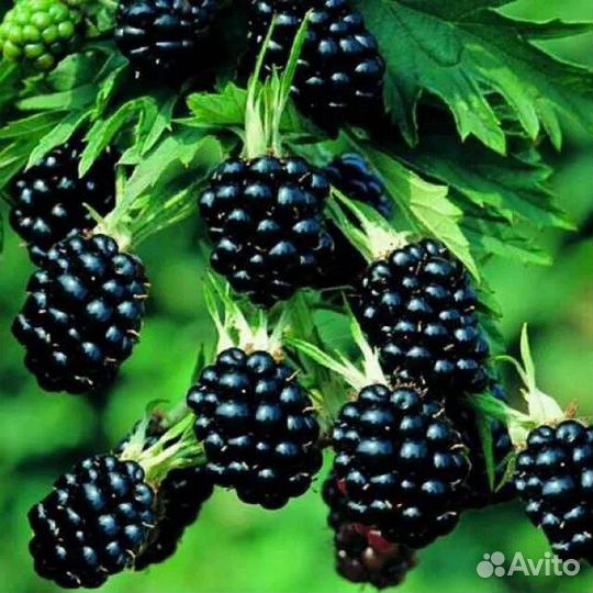 Саженец ежевики