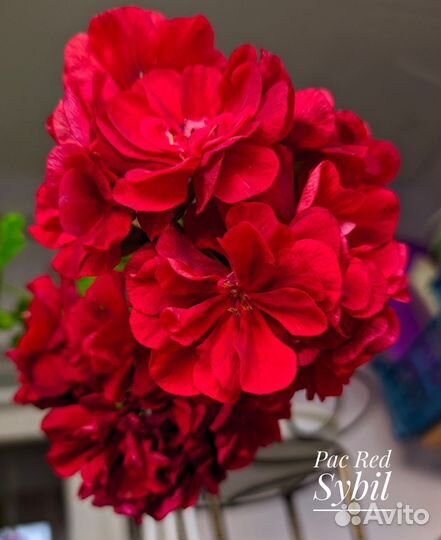 Пеларгонии