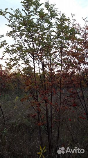 Деревья крупномеры