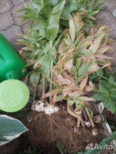 Рябчик императорский