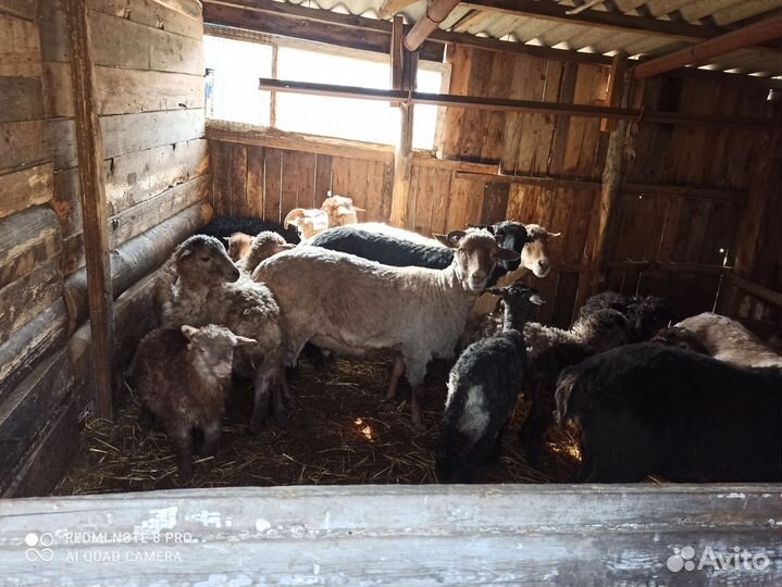 Овцы бараны ягнята