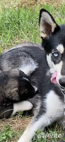 Щенки хаски в добрые руки