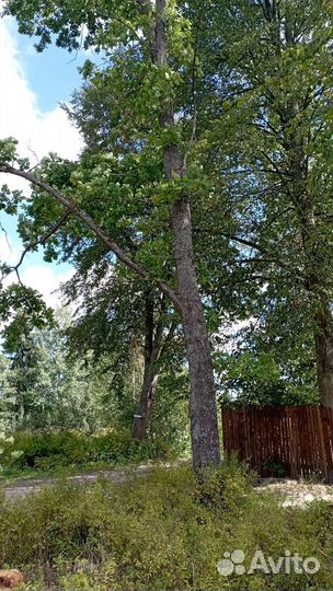 Дуб на корню