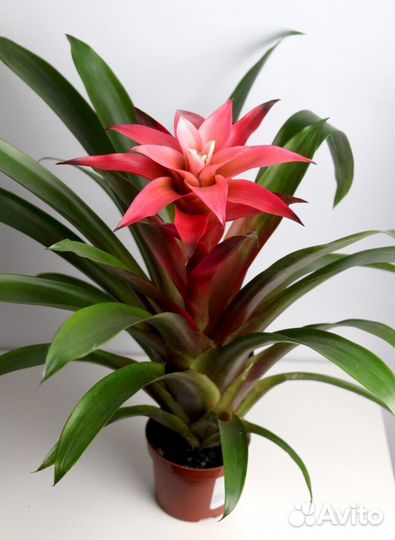 Цветок гузмания