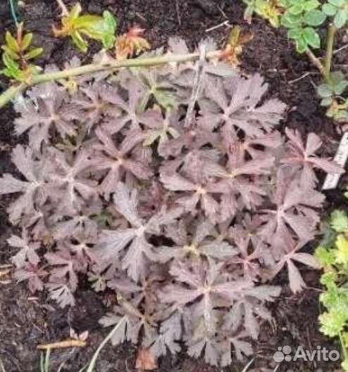 Растения для сада