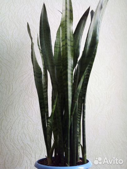 Сансевиерия щучий хвост