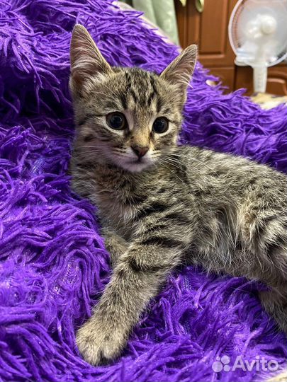 Котенок в добрые руки