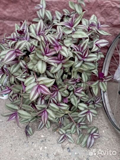 Отдам традесканция зебрина