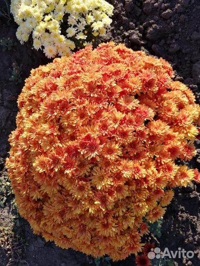Хризантема шаровидная
