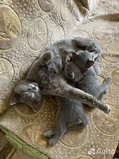 Котята бесплатно