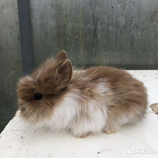 Декоративные кролики