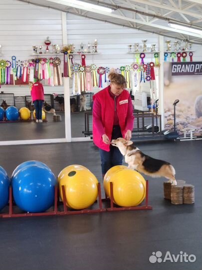 Кинолог. Дрессировка собак