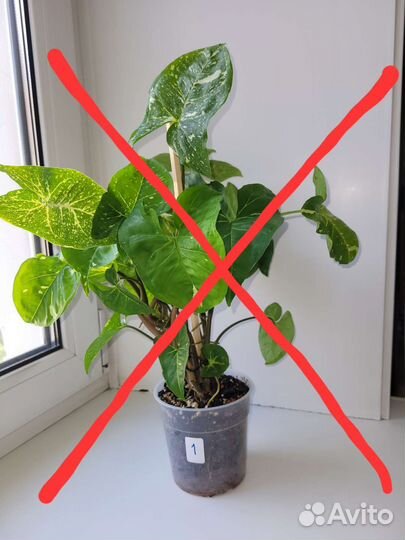 Сингониумы