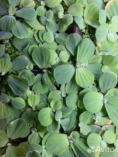 Пистия. Растения для аквариума и террариума