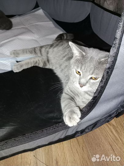 Продам котят