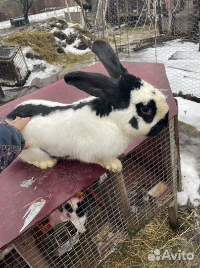 Кролик Строч нпв