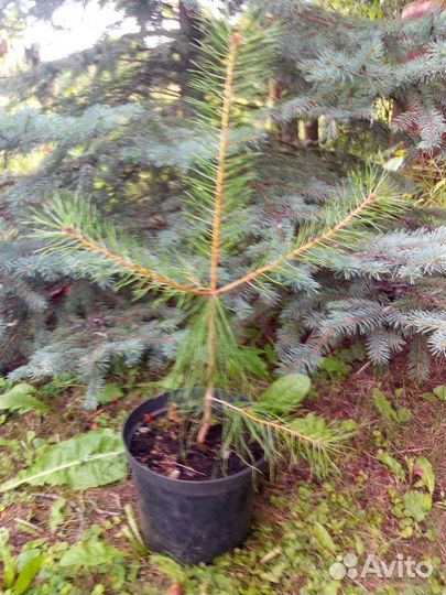 Саженцы сосны обыкновенной