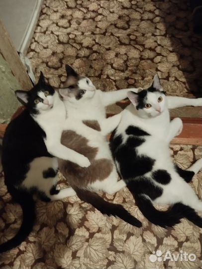 Кошки в добрые руки