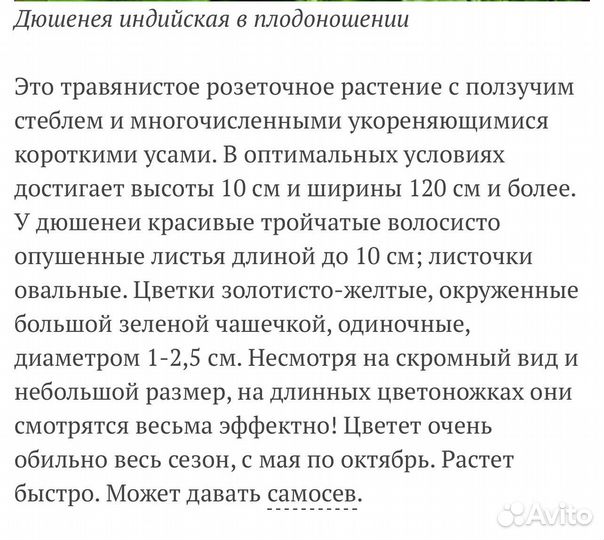 Земляника декоративная(почвопокровник душенея)