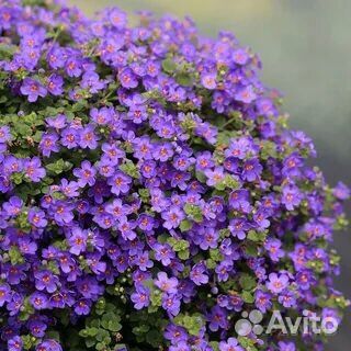 Бакопа вегетативная