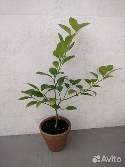 Лимон китайский карлик