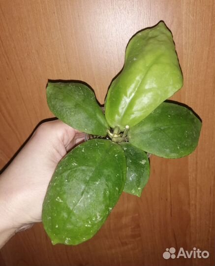 Хойя - 2